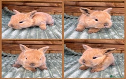 Mini Lop rabbits for sale: Mini Lop Baby Buns 🌸 TWO REMAINING! - Image 6