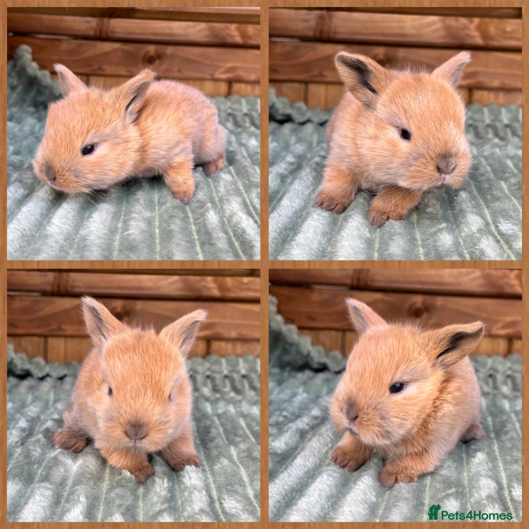 Mini Lop rabbits for sale: Mini Lop Baby Buns 🌸 TWO REMAINING! - Image 6