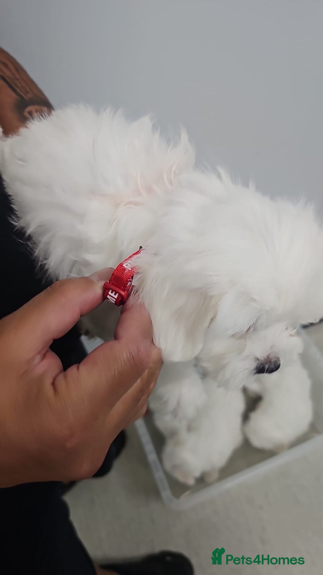 Bichon Frise dogs for sale: Bichon frise - Image 4
