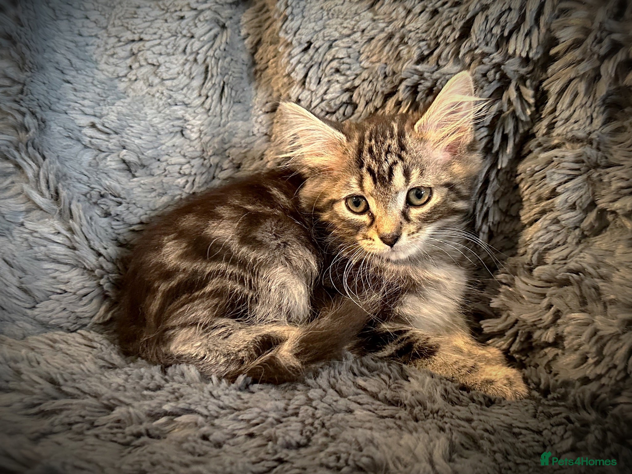 Mixed Breed cats 9 beautiful kittens looking for new homes  - Advert 2
