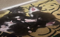 Mixed Breed cats for sale: Three long hair one short tuxedo kittens - Image 15
