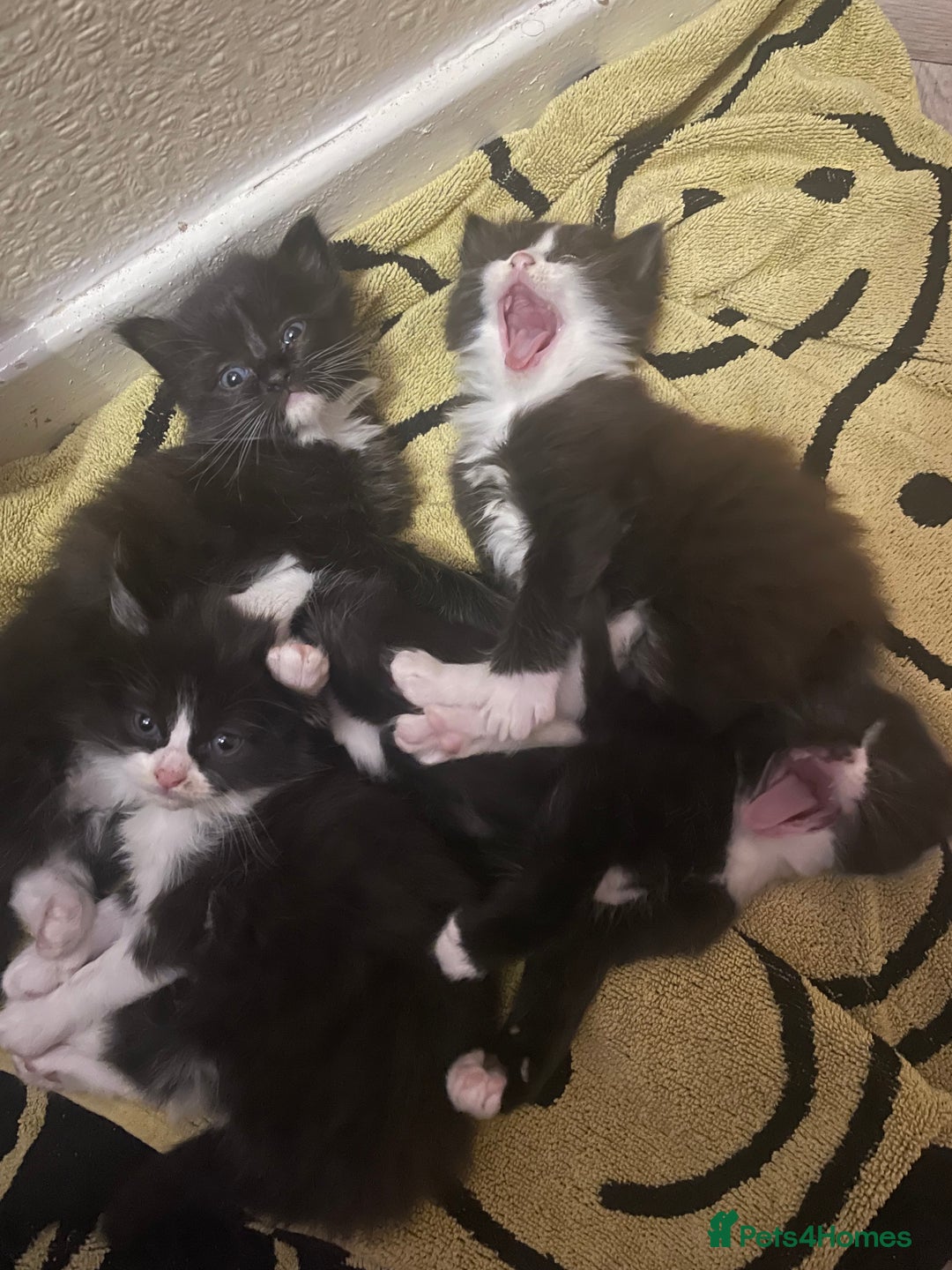 Mixed Breed cats for sale: Three long hair one short tuxedo kittens - Image 15