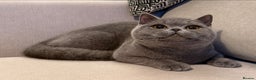 British Shorthair cats for sale: Lovely BSH  - Advert 3