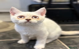 British Shorthair cats for sale: Two beautiful girls waiting for forever home  - Image 12