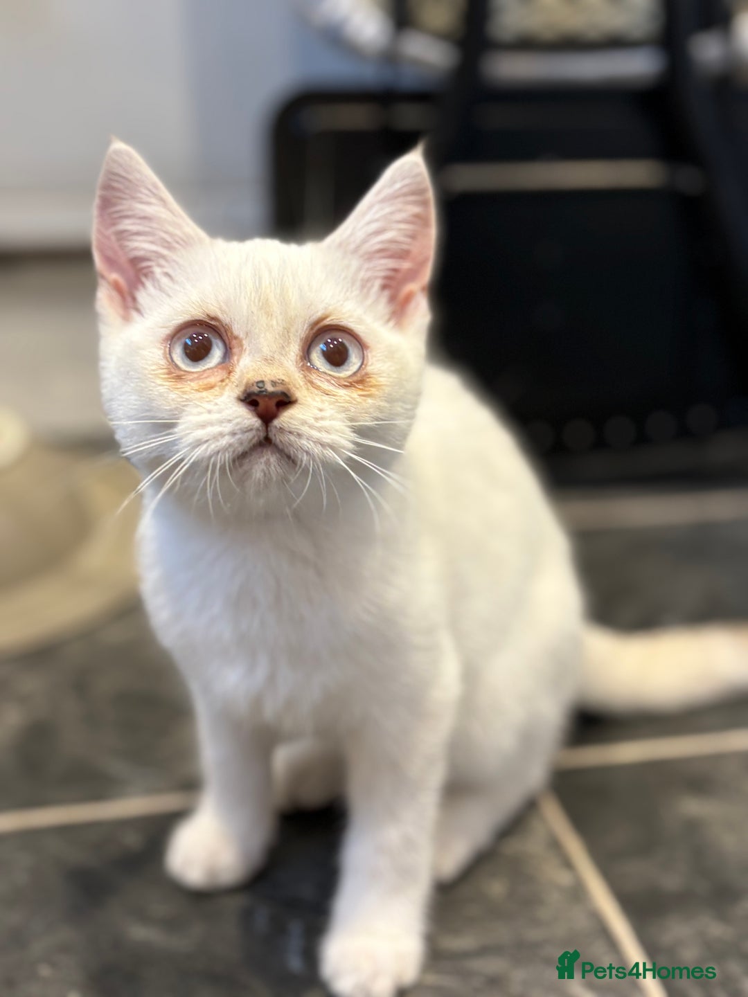 British Shorthair cats for sale: Two beautiful girls waiting for forever home  - Image 12