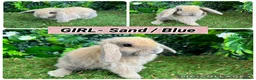 Mini Lop rabbits for sale: Superb mini lop baby rabbits  - Advert 5