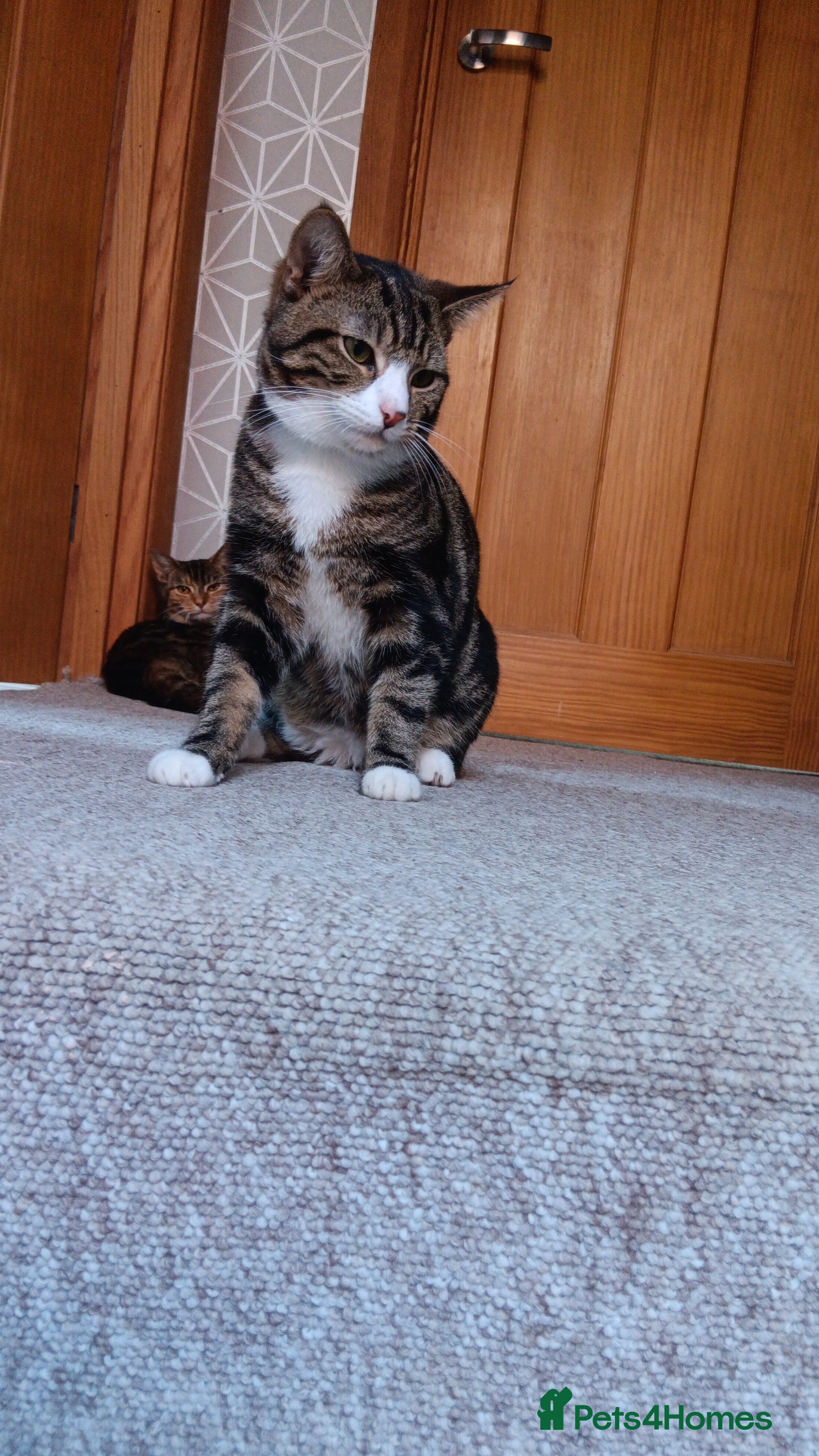 Domestic Shorthair cats Tabby cats  - Advert 3