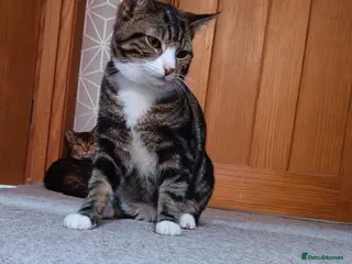 Domestic Shorthair cats Tabby cats - Advert 3