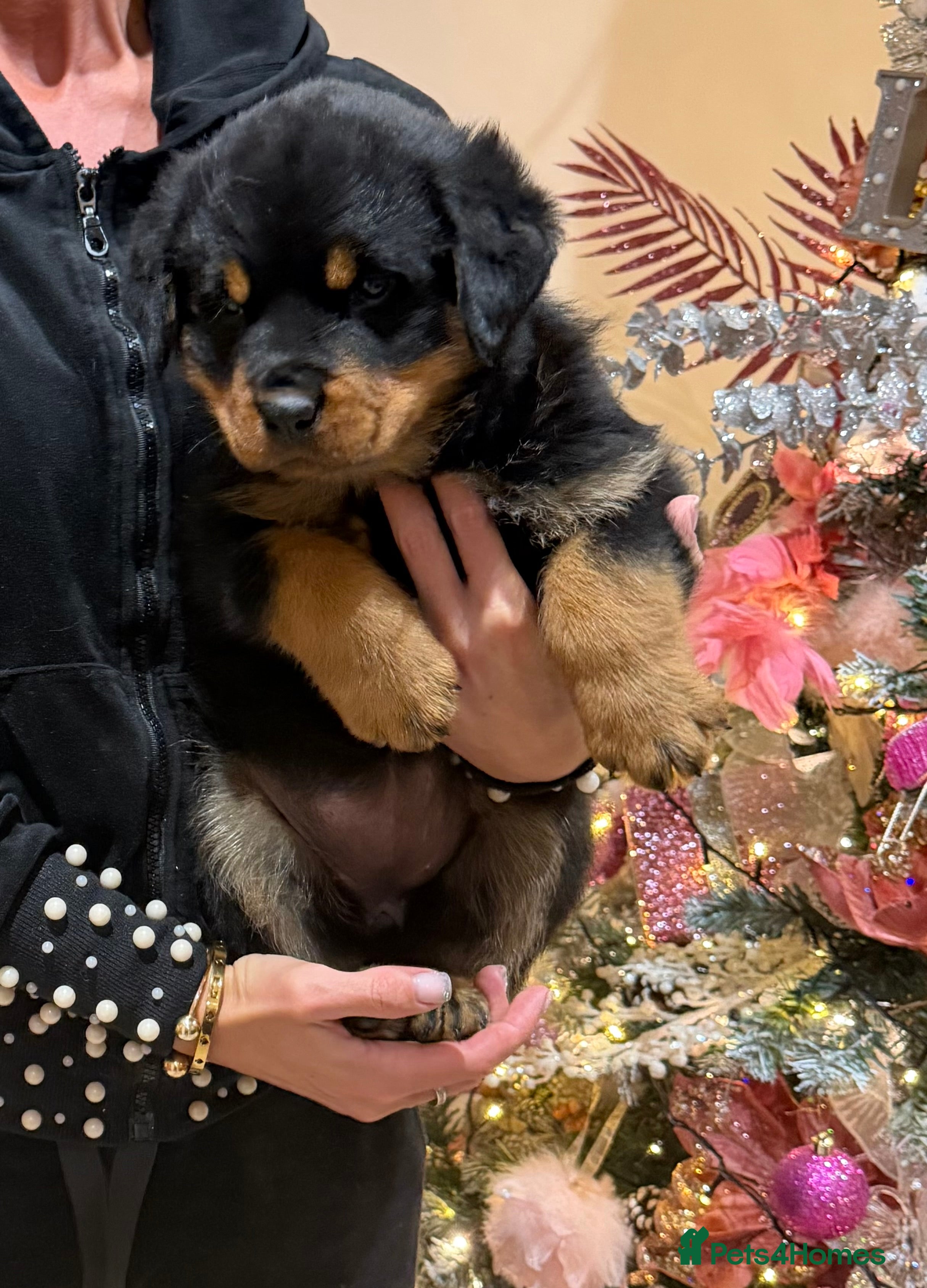 Rottweiler dogs 2 Big chuncky female Rottweiler puppies - Advert 1