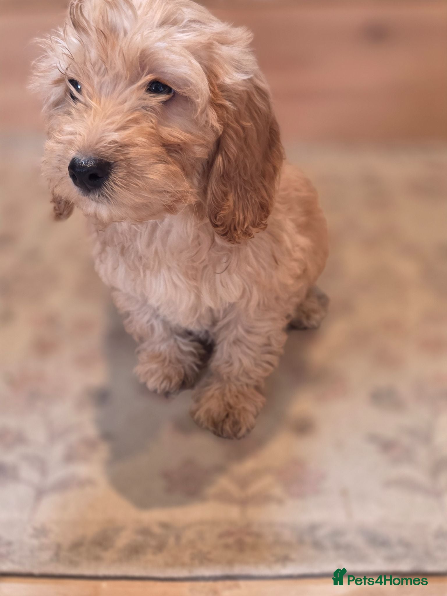 Cockapoo dogs COCKAPOO £695 - Advert 1