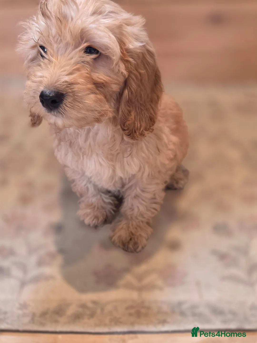Cockapoo dogs for sale: COCKAPOO £695 - Advert 1
