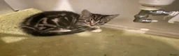 Mixed Breed cats for sale: Adorable kittens looking for their forever homes - Advert 4