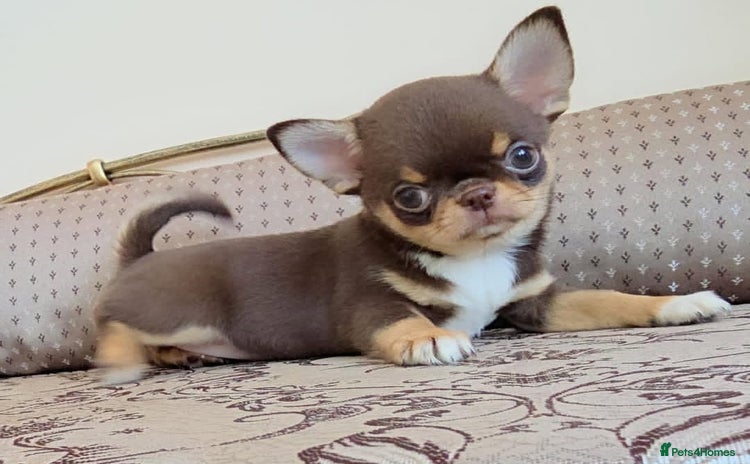 Chihuahua dogs - Advert 7
