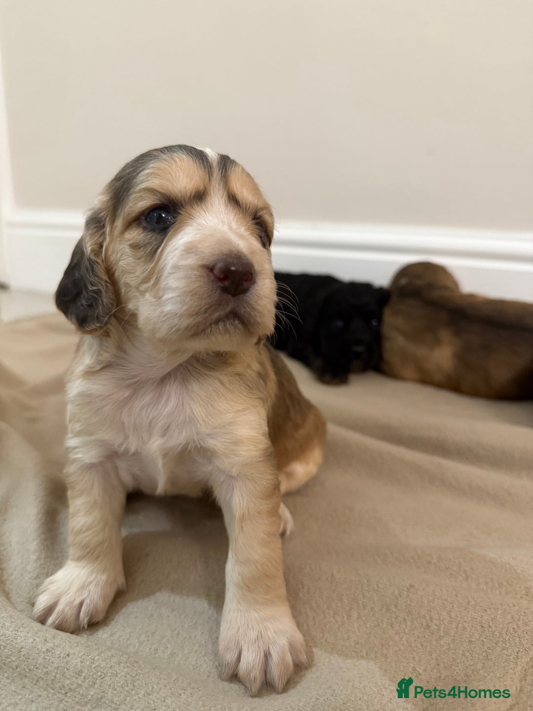 Cocker Spaniel dogs for sale: 2 girls left! Litter of 6 adorable kc reg puppies  - Advert 8