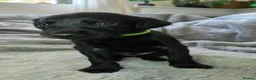 Mixed Breed dogs for sale: 🐾 Labrador × Whippet Puppies! 🐾 - Advert 31