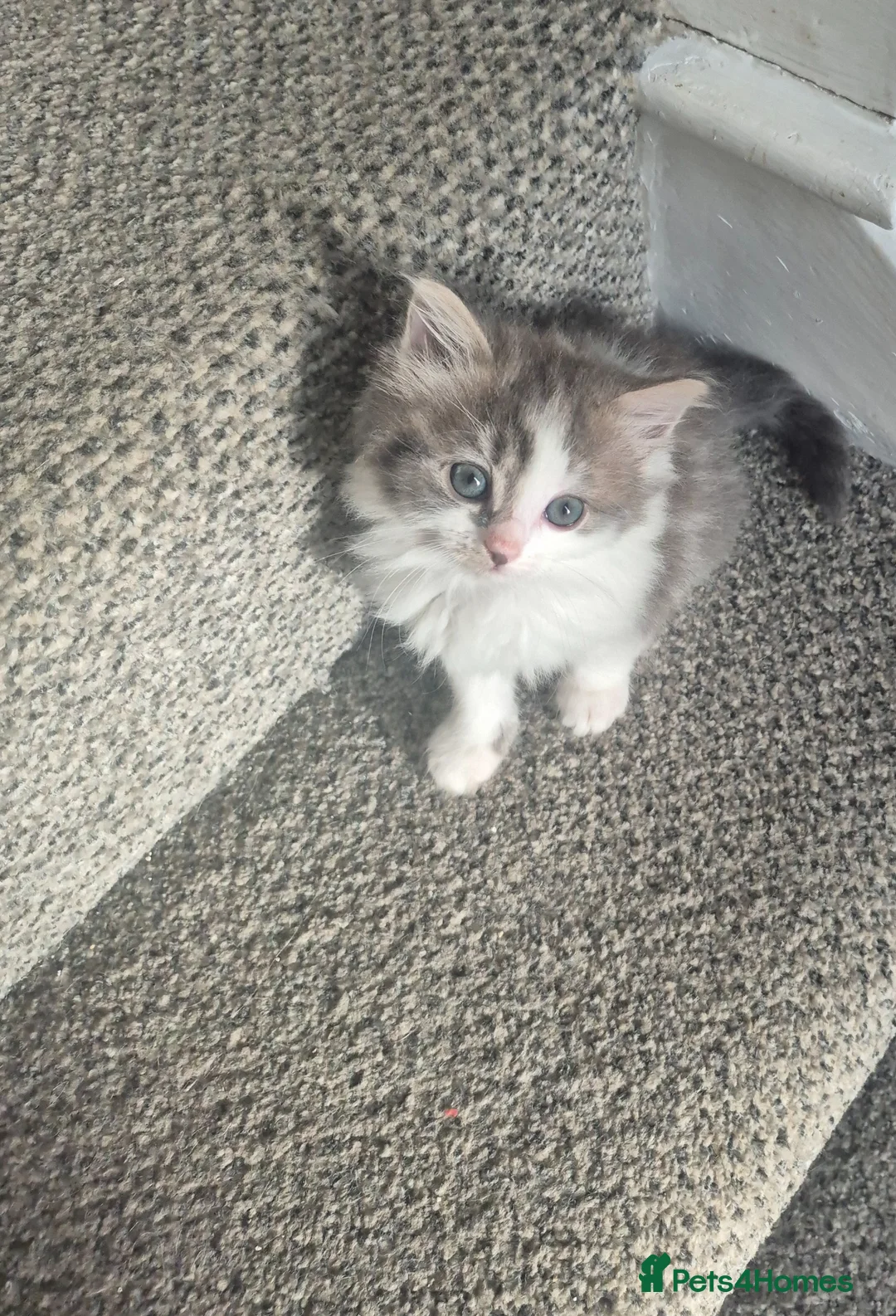 Mixed Breed cats for sale: Kittens ready for their new family - Advert 1