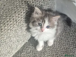 Mixed Breed cats Kittens ready for their new family - Advert 10