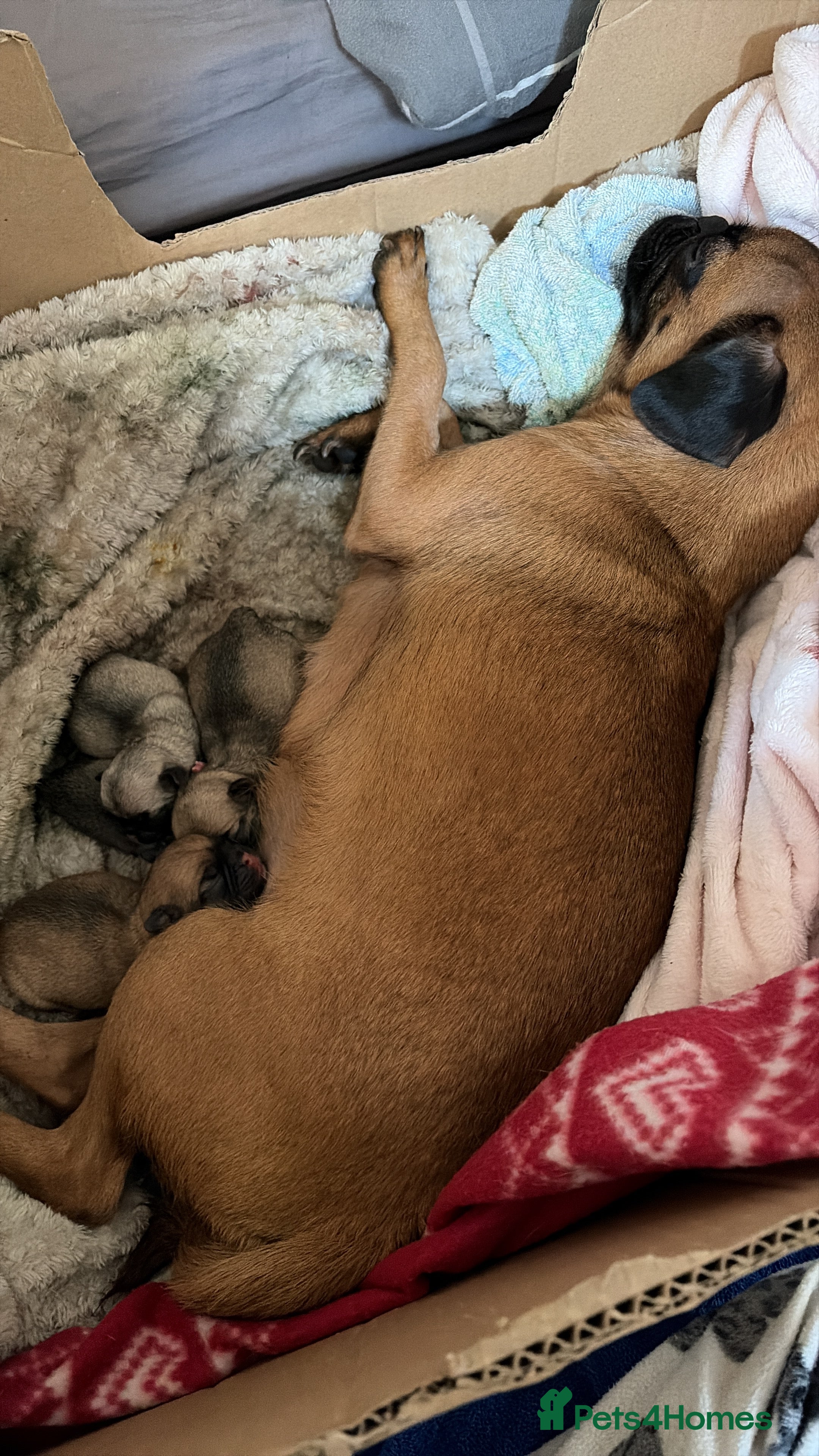 Pugapoo dogs Stunning Pugapoo Puppies – 1 Boy & 3 Girls  - Advert 1