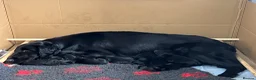 Flat coated Retriever dogs for sale: Beautiful girl from show winning lines available  - Advert 4
