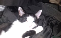 Mixed Breed cats for sale: Female kitten  - Image 3