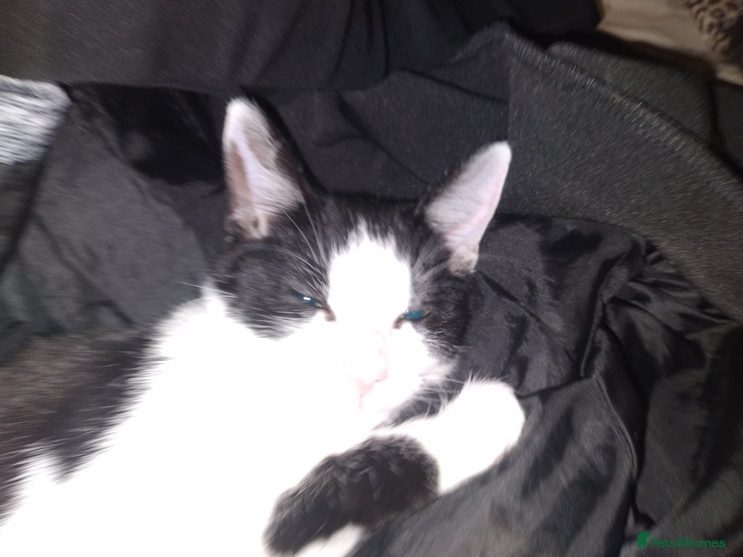 Mixed Breed cats for sale: Female kitten  - Image 3