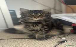 Mixed Breed cats for sale: Kittens for sale - Image 9