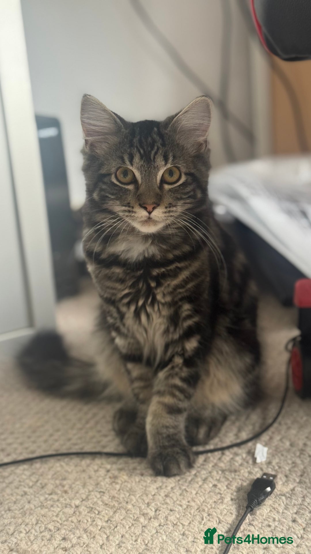 Mixed Breed cats for sale: Kittens for sale - Image 9