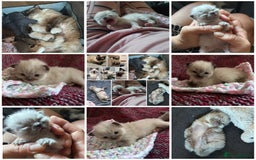 Ragdoll cats for sale: 💞 RAGDOLL Kittens Ready 13th August GrCh Blood - Image 18