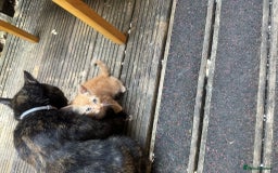 European cats for sale: Beautiful kittens  - Image 8