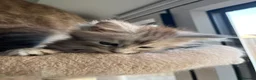 Maine Coon cats for sale: Stunning Baby  in Hull - Advert 7