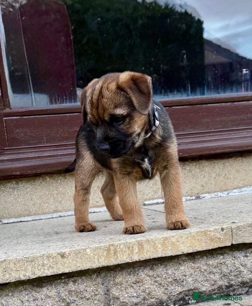 Border Terrier dogs Male Border terrier puppies  - Advert 2