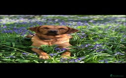 Labrador Retriever dogs for stud: Noah - Fox Red labrador pedigree -For Stud - Image 10