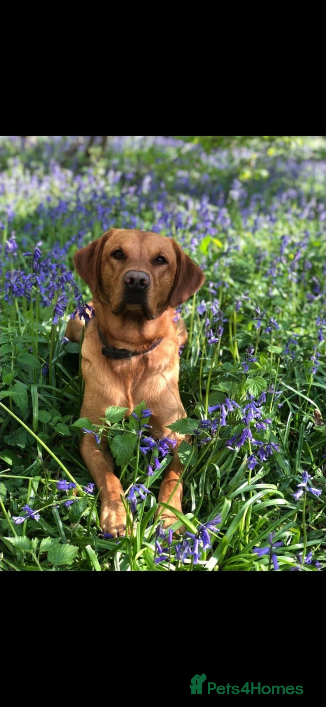 Labrador Retriever dogs for stud: Noah - Fox Red labrador pedigree -For Stud - Image 10