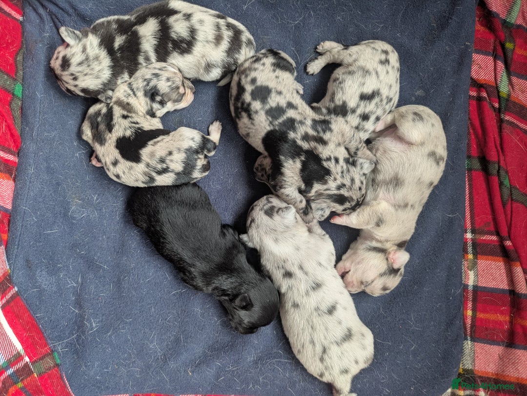 Chihuahua dogs for sale: Merle Chihuahua puppies  - Image 2