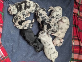 Chihuahua dogs Merle Chihuahua puppies - Advert 13