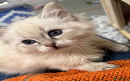 Siberian cats for sale: Tica registered kittens - Image 10