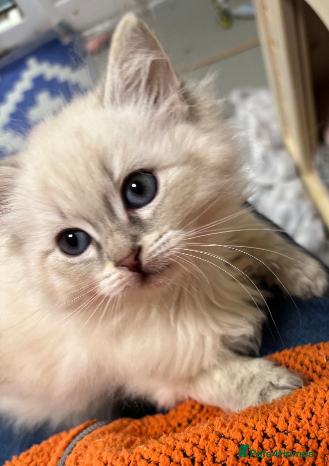 Siberian cats for sale: Tica registered kittens - Image 10