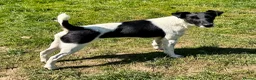 Fox Terrier dogs for adoption: Pixel aka Jumper – Female Fox Terrier - Advert 3