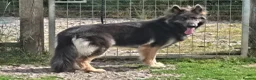 German Shepherd dogs for sale: Stunning Blue & Tan GSD female - Advert 2