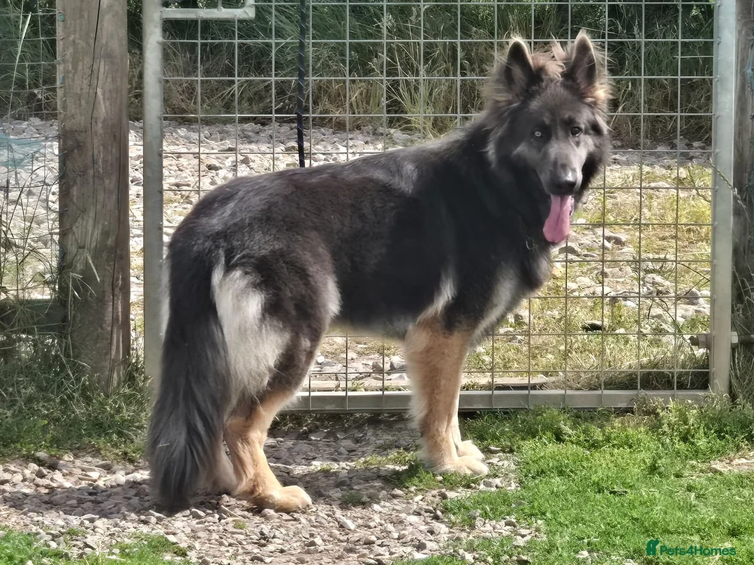 German Shepherd dogs for sale: Stunning Blue & Tan GSD female - Advert 2