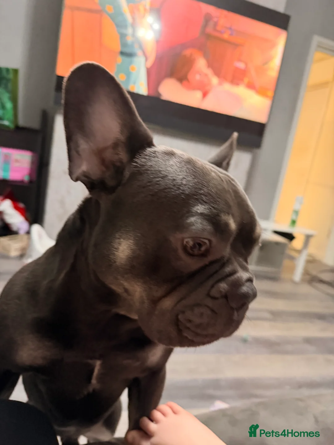 French Bulldog dogs for sale: Beautiful Bodhi  - Advert 6