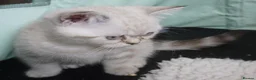 British Shorthair cats for sale: British Shorthair Kittens - Advert 19