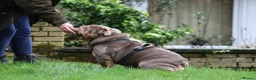 English Bulldog dogs for stud: Now proven English Bulldog at stud - Advert 21