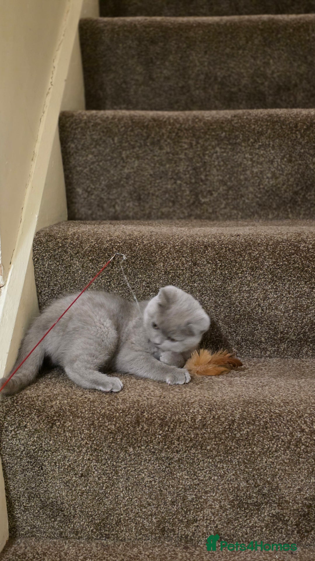 British Shorthair cats for sale: British shorthair  - Image 11