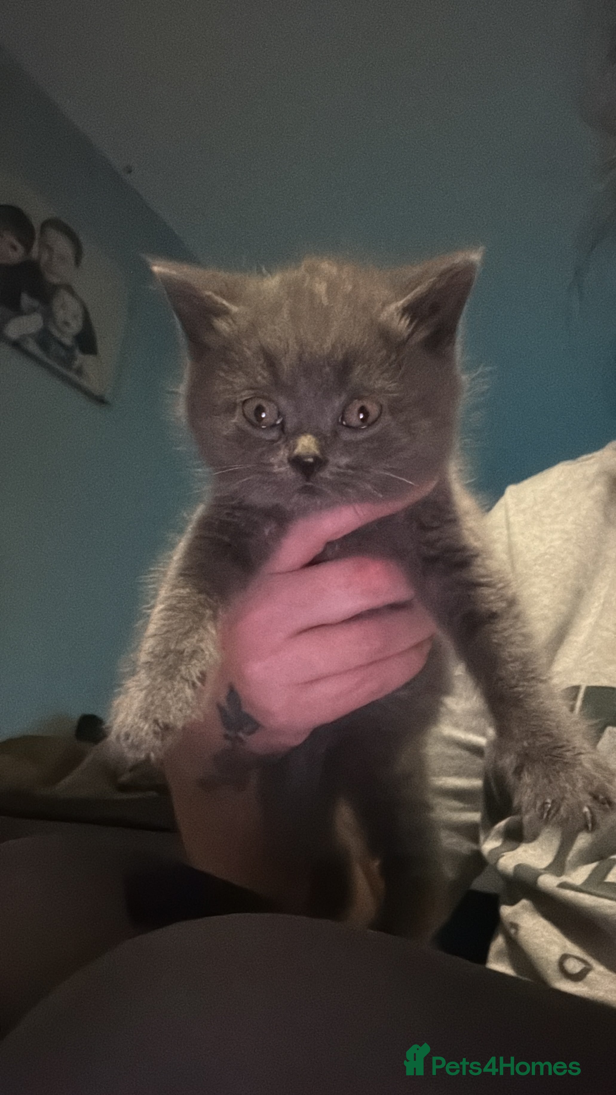 British Shorthair cats British shorthair kittens 💙last boy  - Advert 16