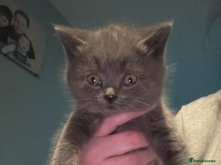 British Shorthair cats British shorthair kittens 💙last boy - Advert 7