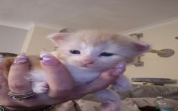 Maine Coon cats for sale: Beautiful Maine Coon Floofs - Image 5