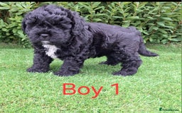 French Bulldog dogs for sale: French Bulldog Froodle Puppies  - Image 3