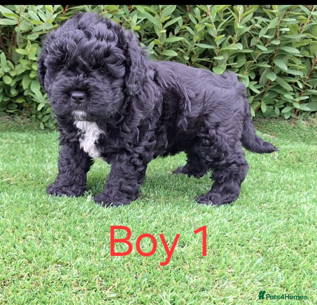 French Bulldog dogs for sale: French Bulldog Froodle Puppies  - Image 3