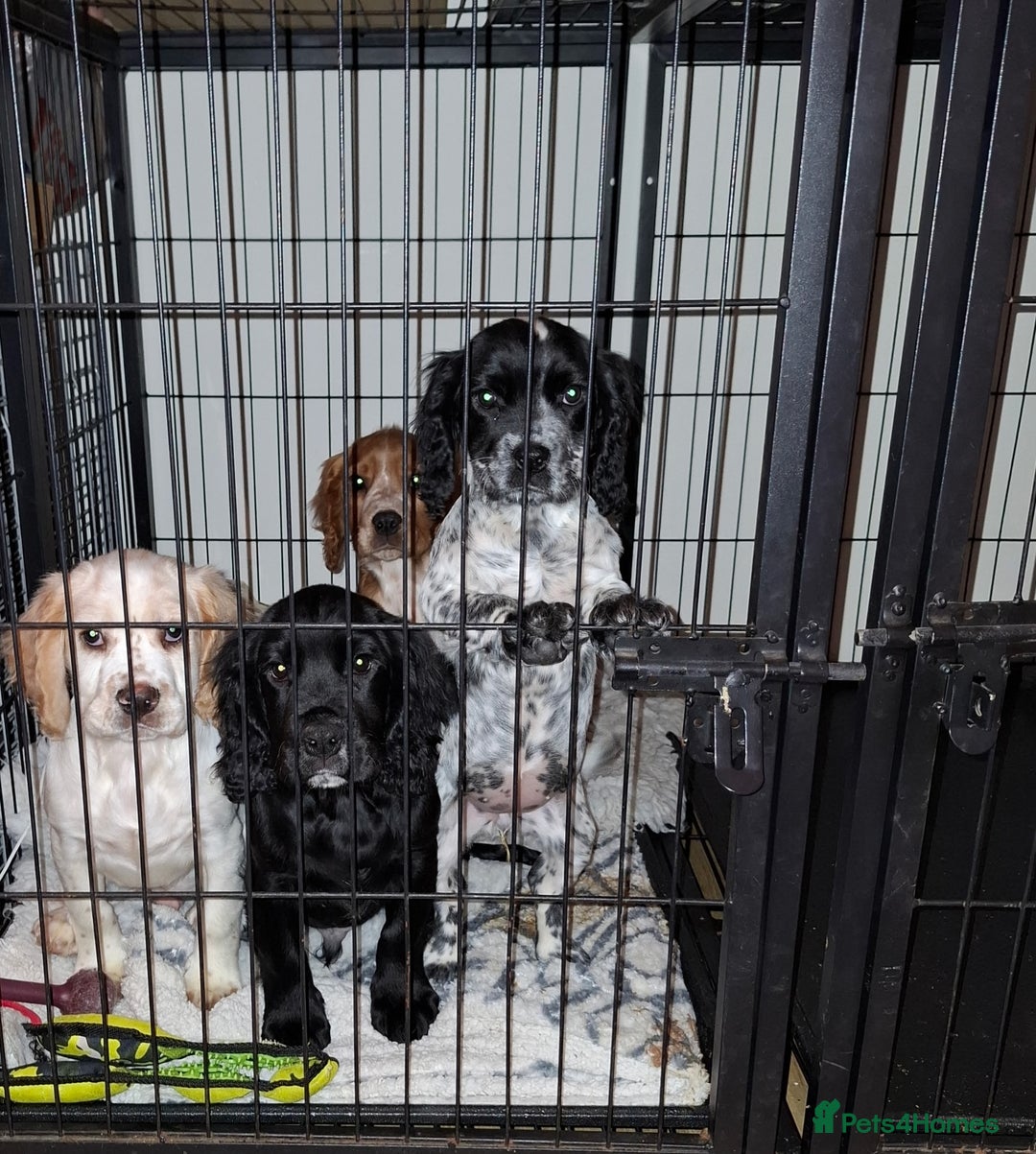 Sprocker dogs for sale: Sprocker Puppies Ready Now - Advert 10